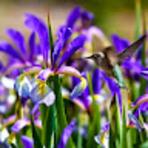 Meet your Posher, Iris